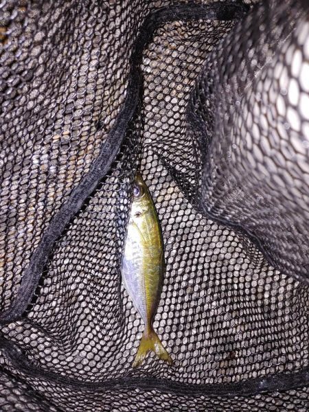 アジングのはずが