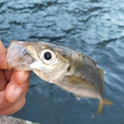 久しぶりの青物