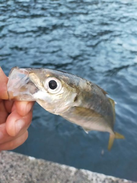 久しぶりの青物