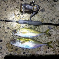 渋すぎるアジング