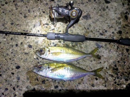 渋すぎるアジング