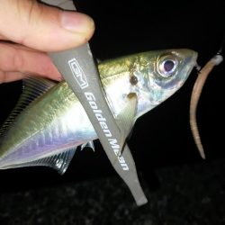 そこら中でナブラ!でも…