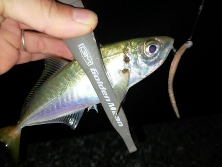 そこら中でナブラ!でも…