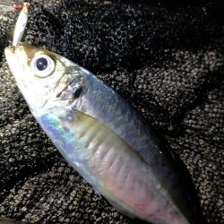 小潮のアジング