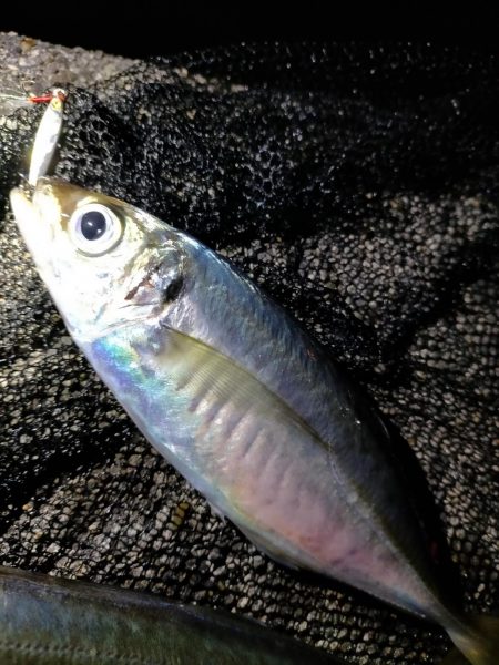 小潮のアジング