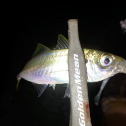 アジは不発、でもタチウオ好調