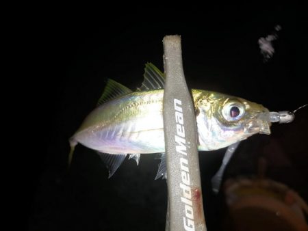 アジは不発、でもタチウオ好調