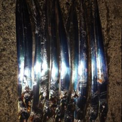 アジとタチウオ