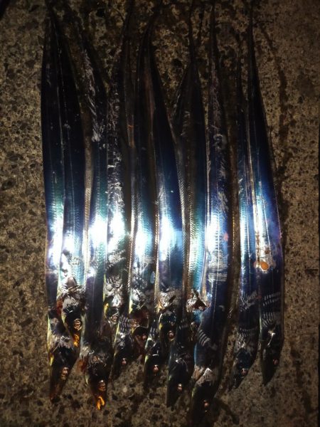 アジとタチウオ