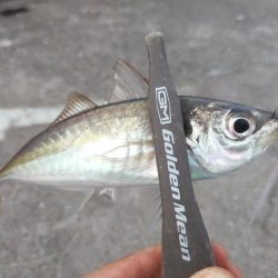 サイズが出ない