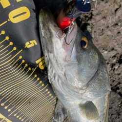 秋のシーズン突入かな？