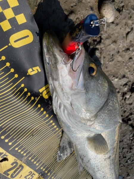 秋のシーズン突入かな？