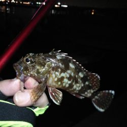 2021/10/31 須磨漁港ヘチ釣り（落とし込み）