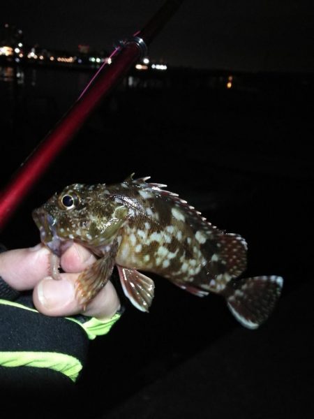 2021/10/31 須磨漁港ヘチ釣り（落とし込み）