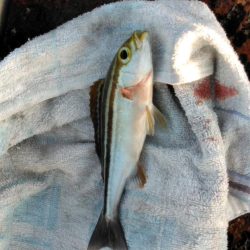 フカセ‥最高ですネ・・