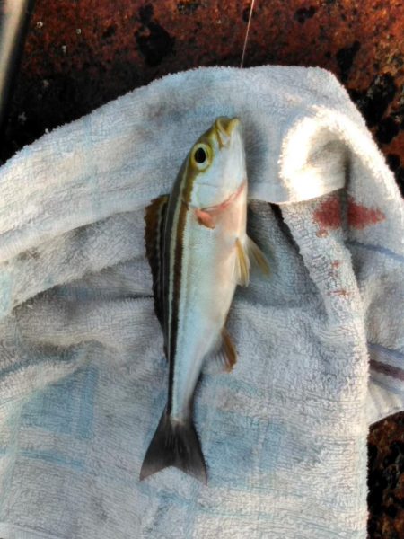 フカセ‥最高ですネ・・