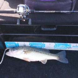 北山田50~37cm７本