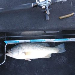 北山田50~40cm 4本