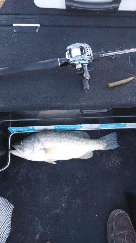 北山田50~40cm 4本