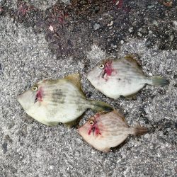 潮が悪かったなー