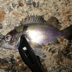 メバルが釣れ始めました