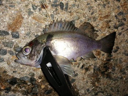 メバルが釣れ始めました