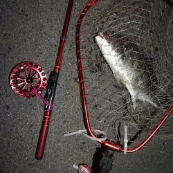 2021/11/17 南港ヘチ釣り