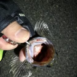 2021/11/18 南港ヘチ釣り~根魚狙い