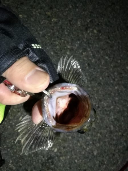 2021/11/18 南港ヘチ釣り~根魚狙い