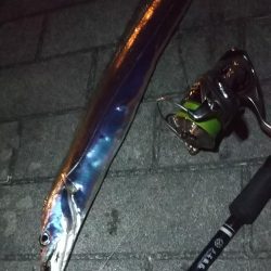 タチウオ１、ガシラ５