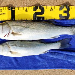 卵持ちシーバス