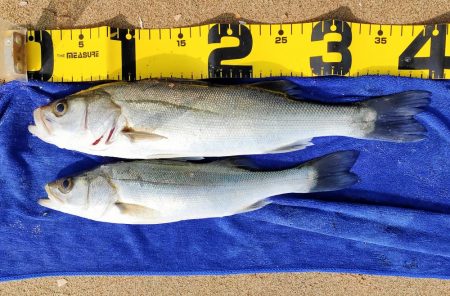 卵持ちシーバス