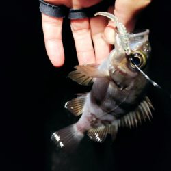 爆風メバリング