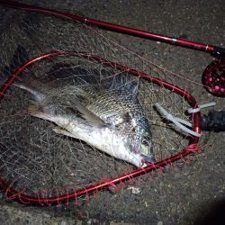 2021/11/26 南港ヘチ釣り