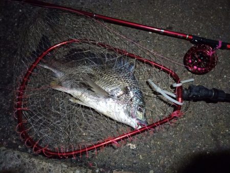 2021/11/26 南港ヘチ釣り