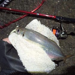 2021/11/27 南港アジング釣行