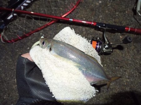 2021/11/27 南港アジング釣行