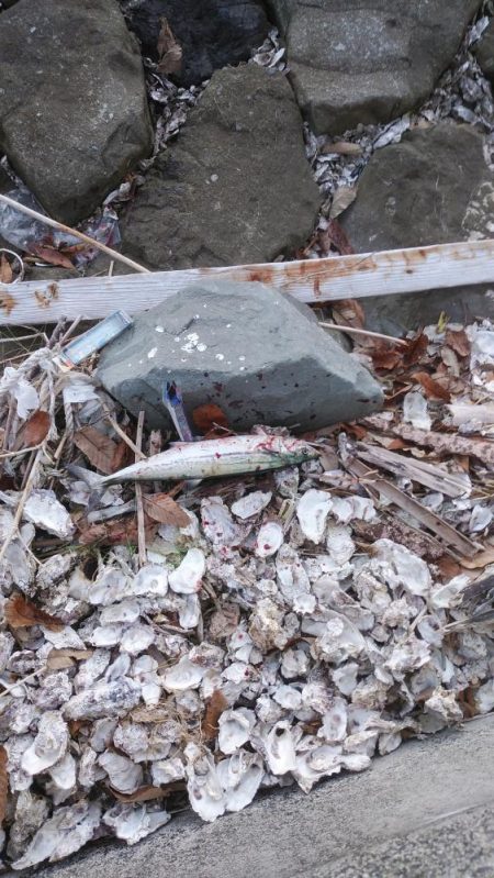 宮津～舞鶴ショアジギランガン