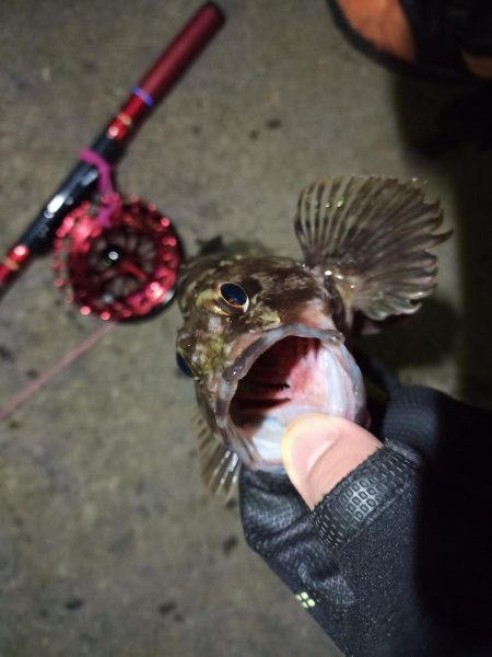 2021/11/28 南港ヘチ釣り～根魚狙い