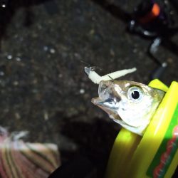 2021/11/29 南港アジング釣行