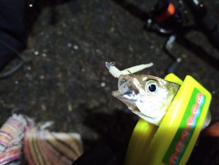 2021/11/29 南港アジング釣行