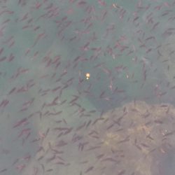 フカセ‥最高ですネ・・