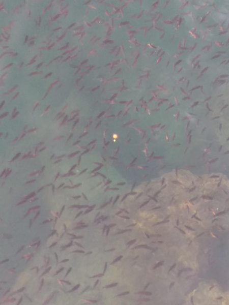 フカセ‥最高ですネ・・