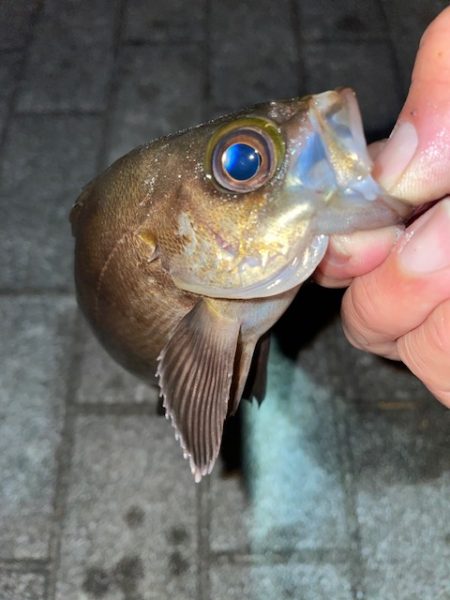 タチウオ、いますが、釣り方次第です