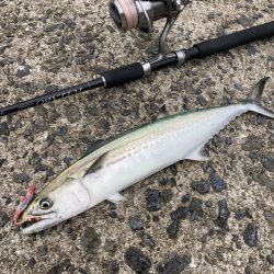 A.P.Pフィッシングガイドサービス　堤防と磯をチェックしていく