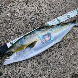 A.P.Pフィッシングガイドサービス  トップウォーターゲーム秋のヒラマサRIDEON！となる