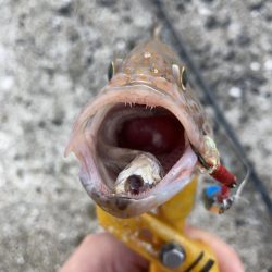 A.P.Pフィッシングガイドサービス　イカ狙いを断念、メタルジグを放りロックフィッシュゲームを楽しむ