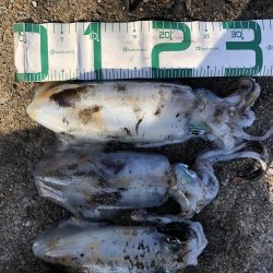 2020 佐渡ヶ島エギング 41回目