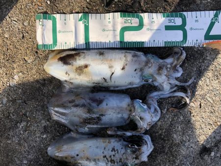 2020 佐渡ヶ島エギング 41回目