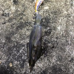 2021 佐渡ヶ島エギング 42回目